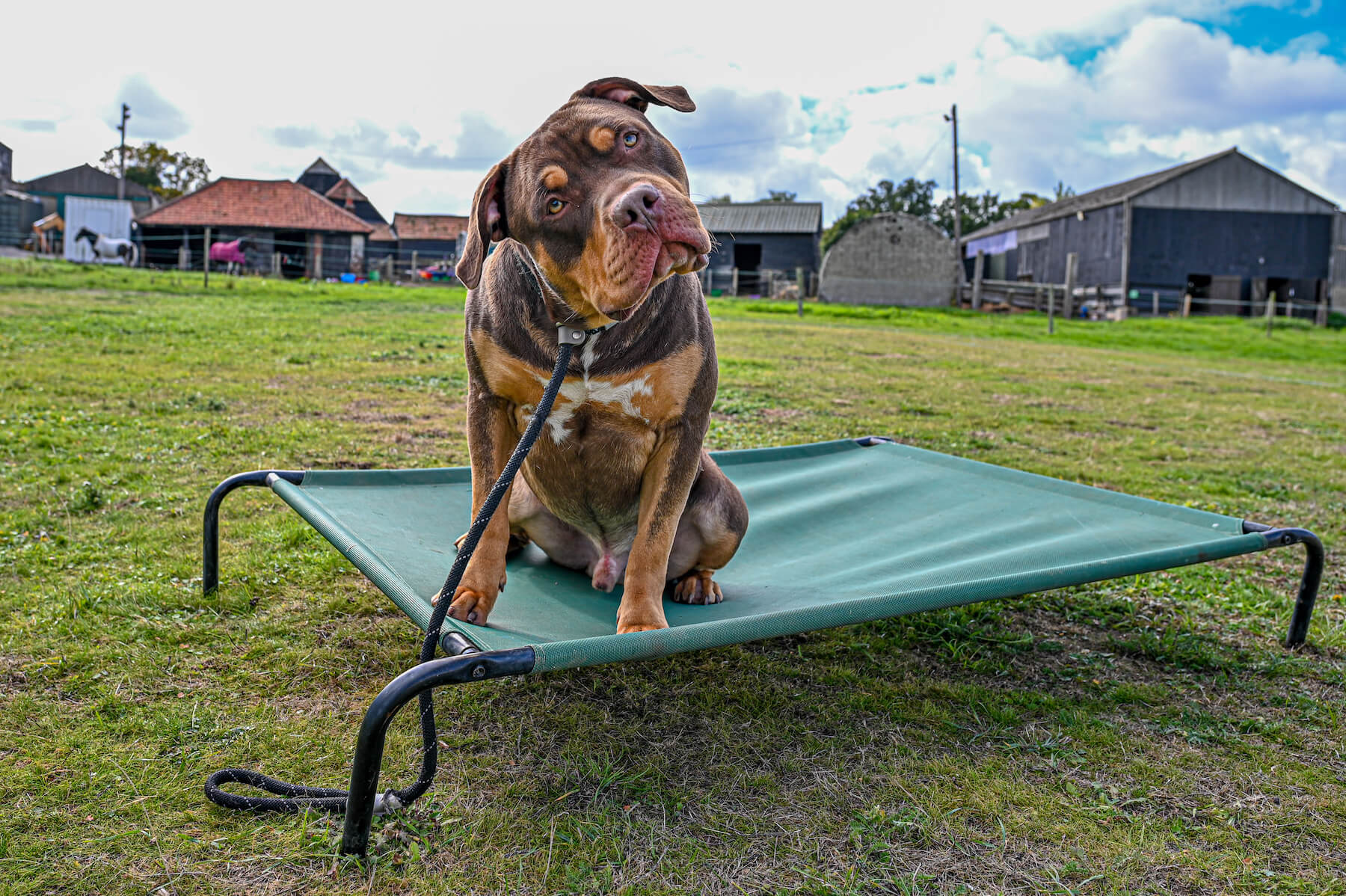 Pet dog photographed on location in the Essex countryside by Jon Wagstaff