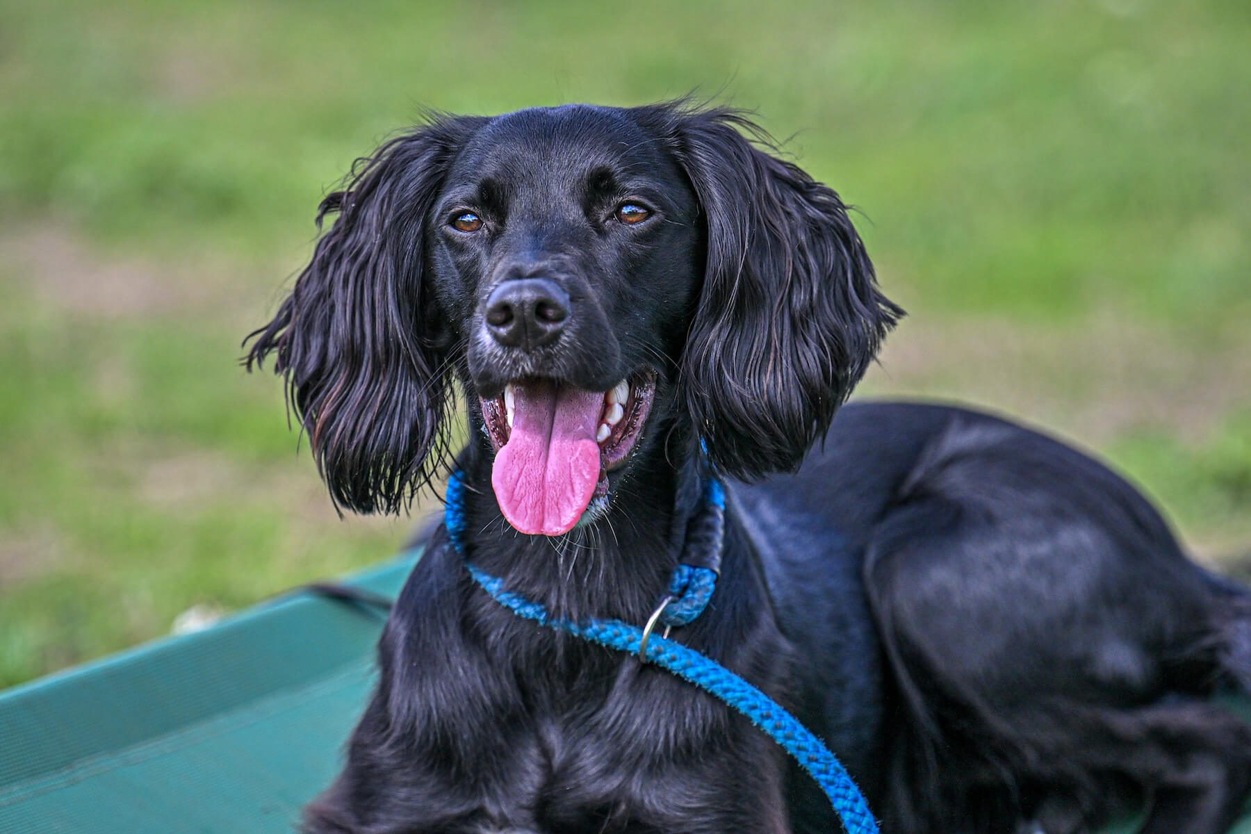 Pet photography in Essex