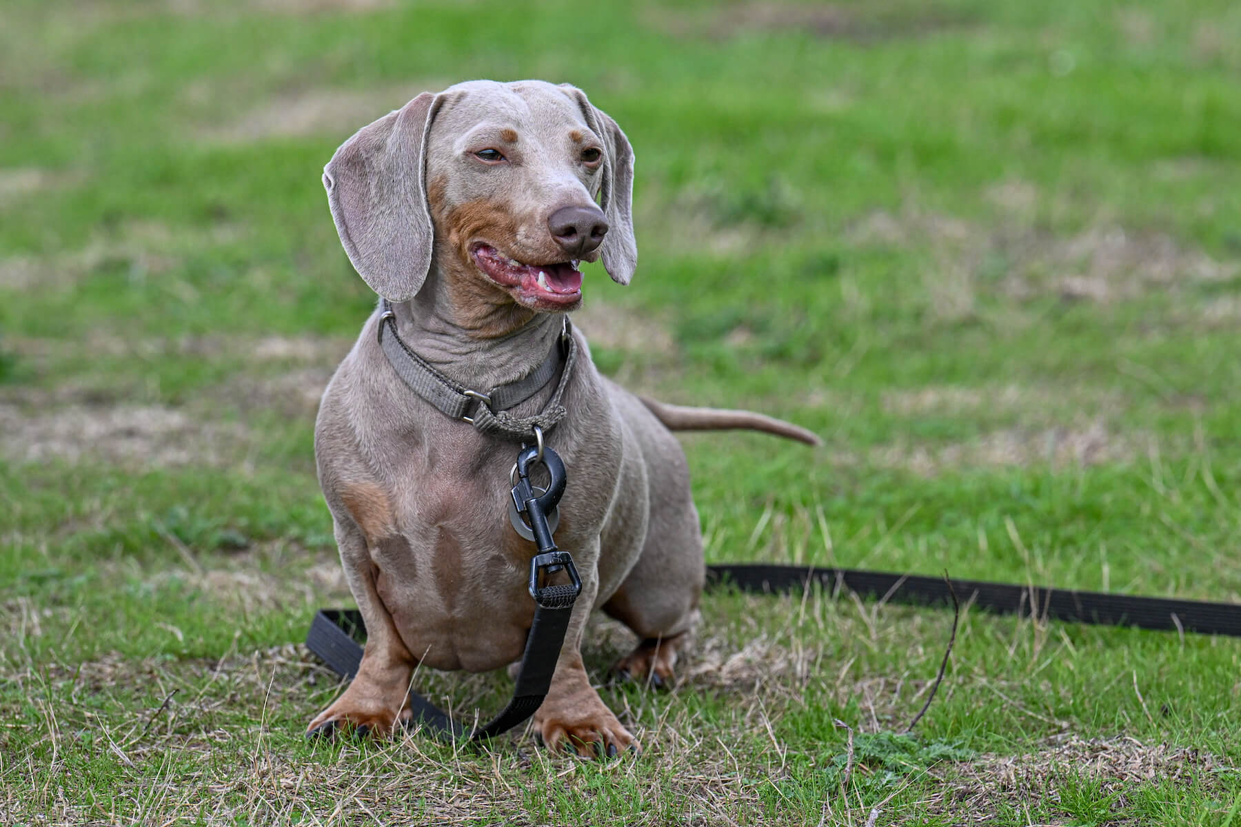 On-location dog photography session