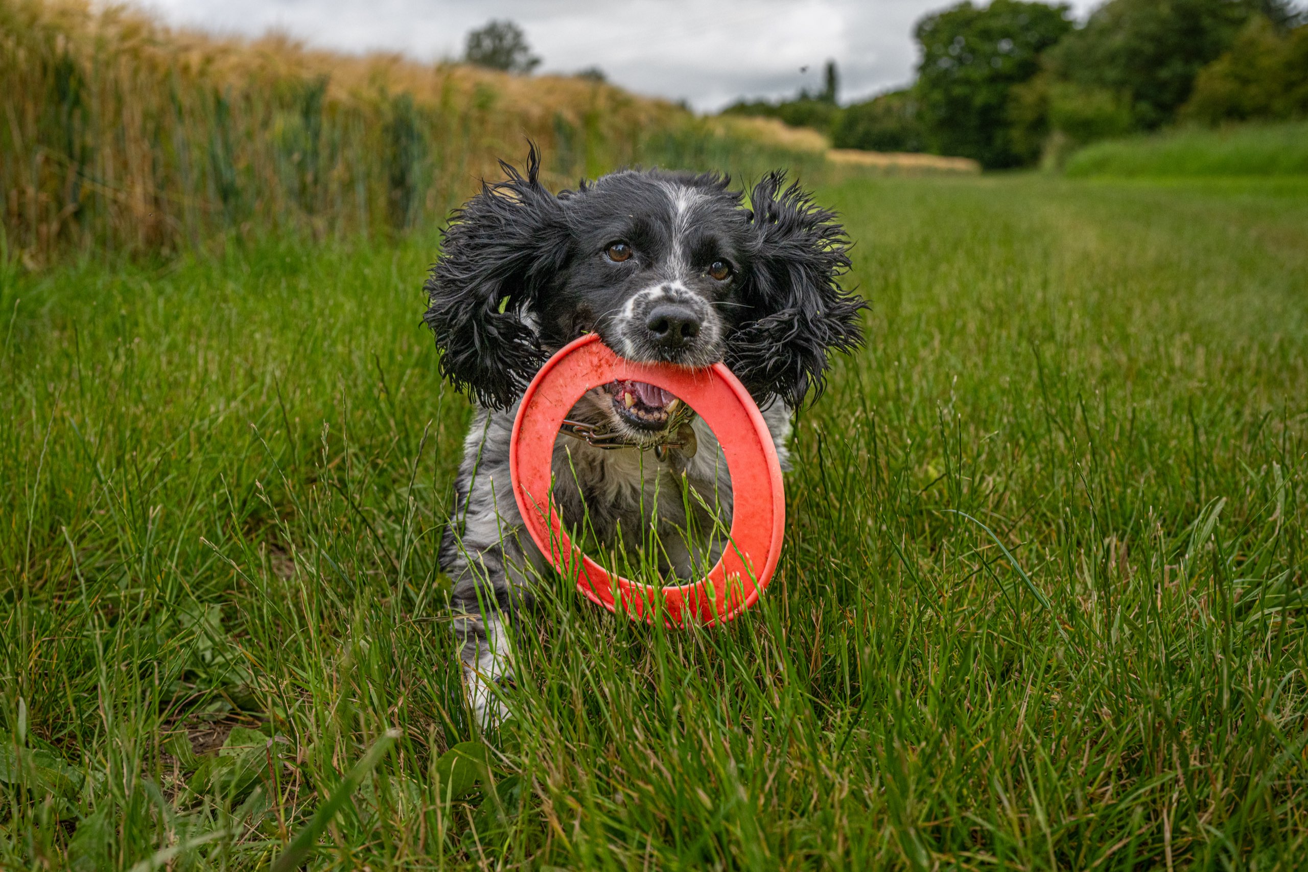 Spaniel running with a play ring in the Essex countryside, photographed by Jon Wagstaff
