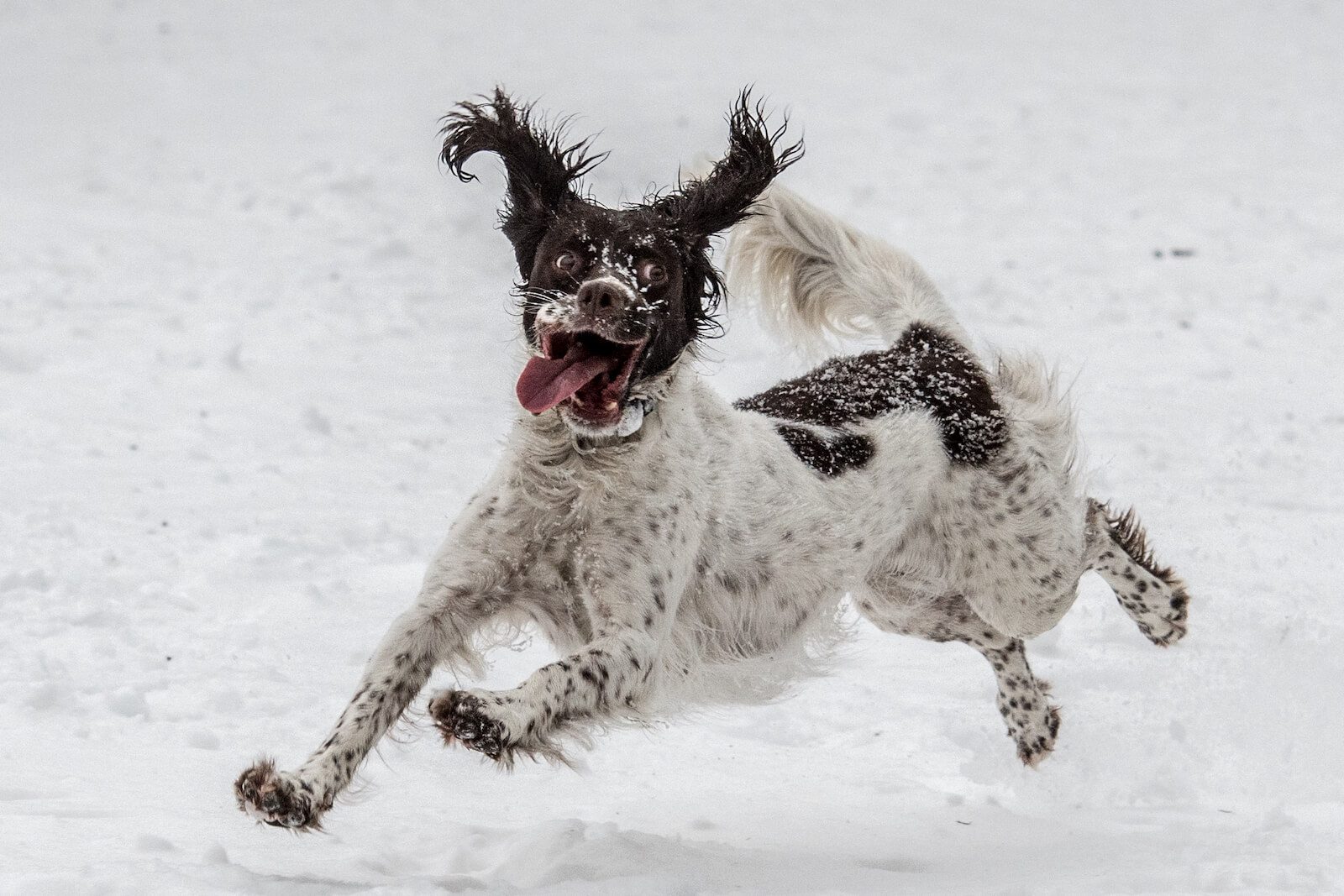 Pet and dog photography in Essex
