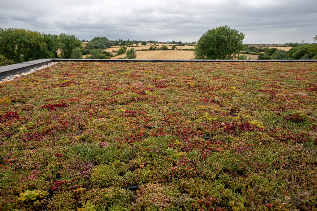 Green sedum living roof detail at Warwick House, photographed by Jon Wagstaff