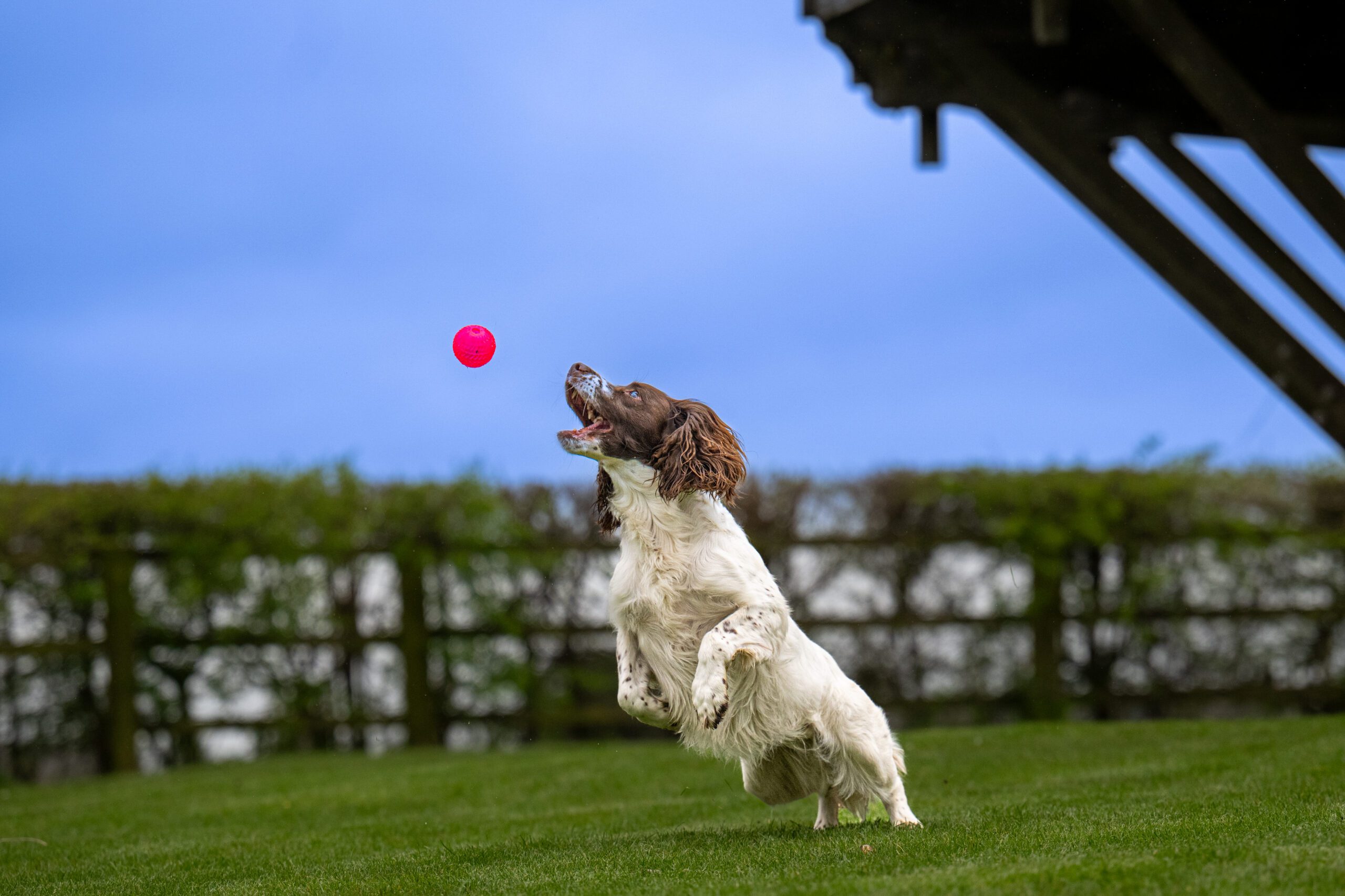 Pet photography by Jon Wagstaff